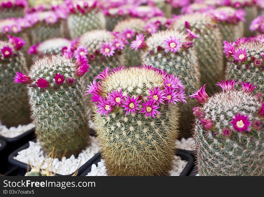 Cactus plants