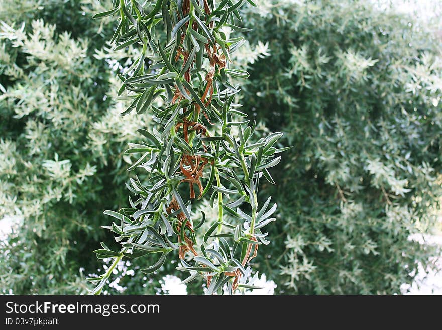 Curly plant with leaves