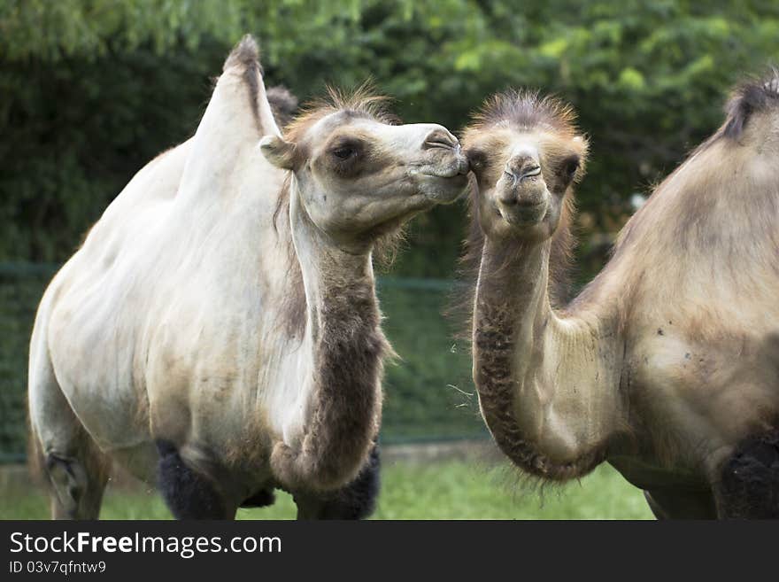 Two Camels