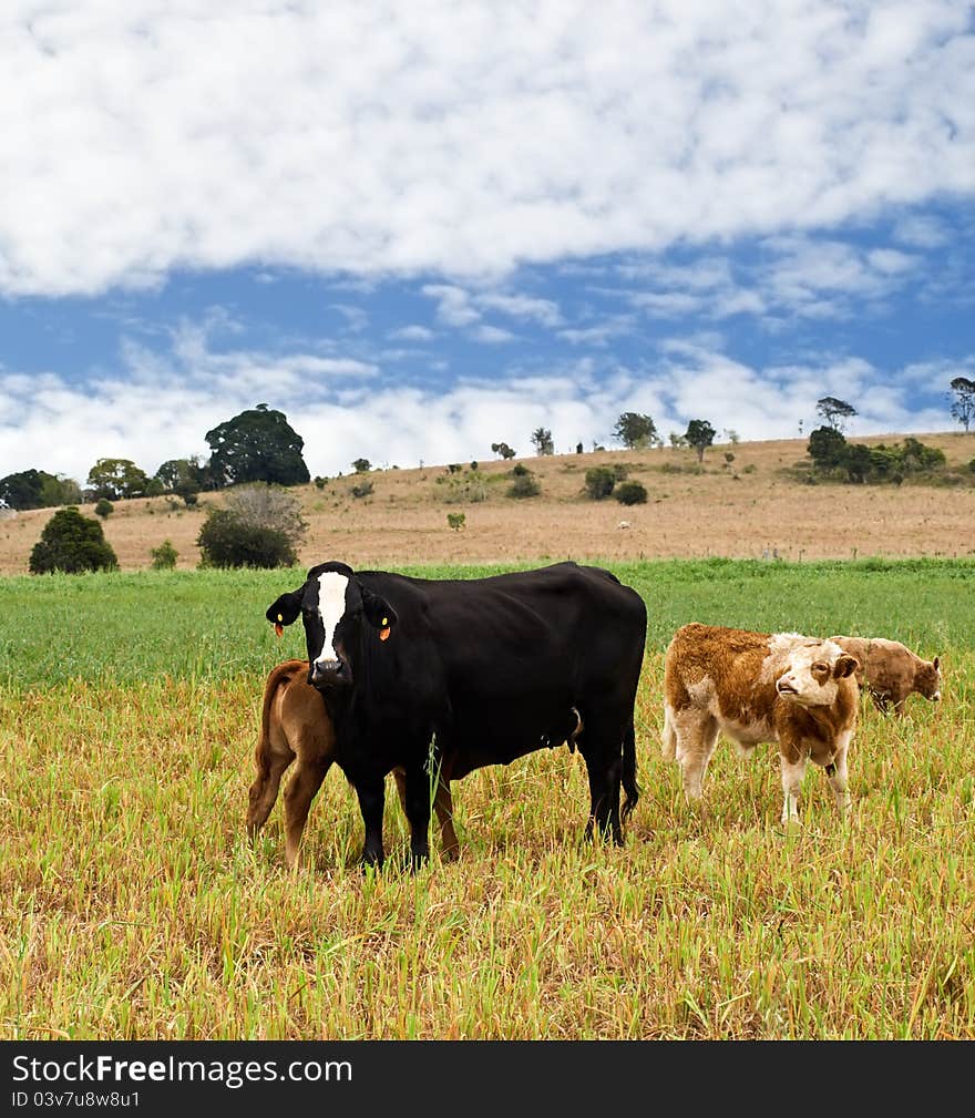 Black cow, brown calves, blue sky and clouds