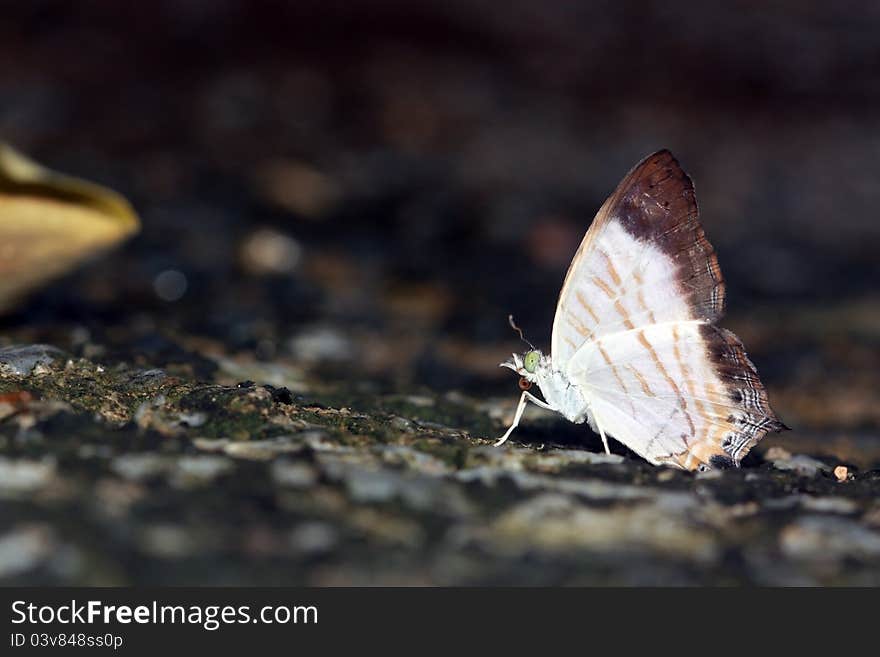 Scientific name: Cyrestis them
This is a family of butterflies Family Nymphalidae (Brush-footed Butterfies). Scientific name: Cyrestis them
This is a family of butterflies Family Nymphalidae (Brush-footed Butterfies)