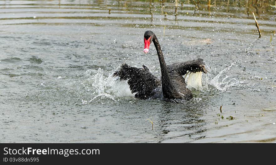 Black Swan Dance