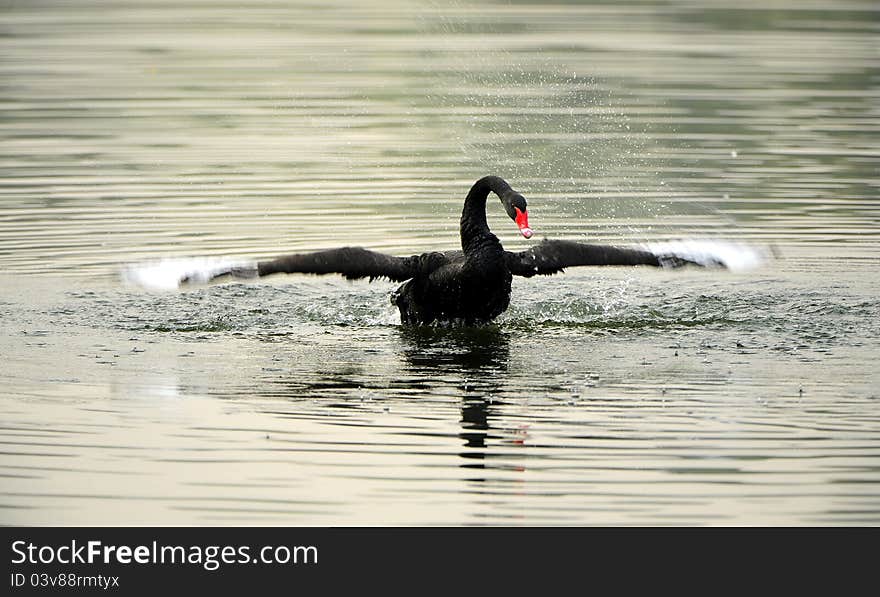 Black Swan Dance