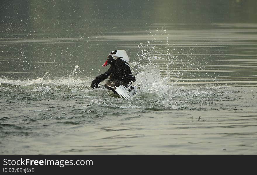 Black Swan Dance