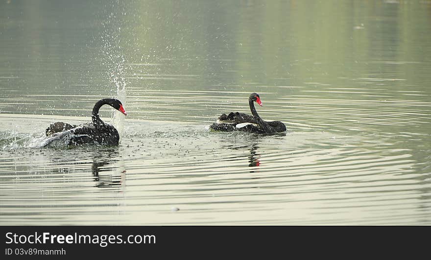 Black Swan Dance