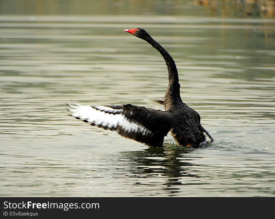 Black Swan Dance