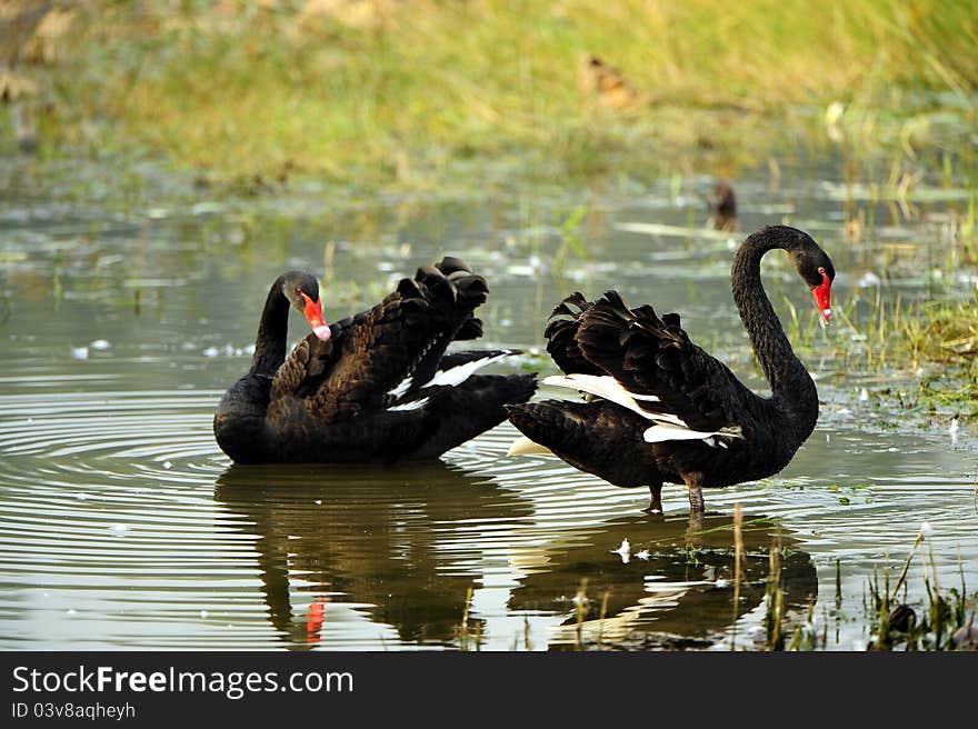 Black Swan