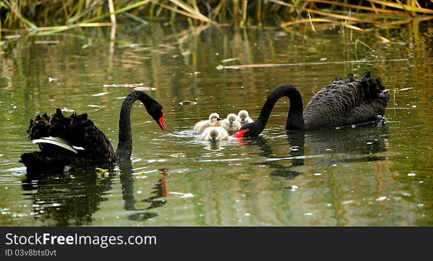 Black Swan