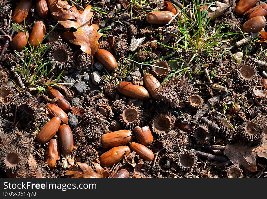 Acorns in the wood, it's autumn.