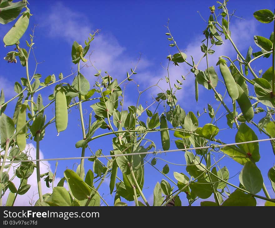 Green peas growing on a farm, against the blue sky