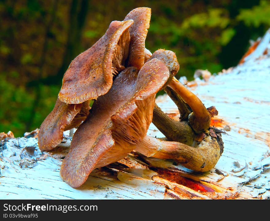 Honey agaric, are mushrooms on birch tree stump in a clearing in the woods. Honey agaric, are mushrooms on birch tree stump in a clearing in the woods