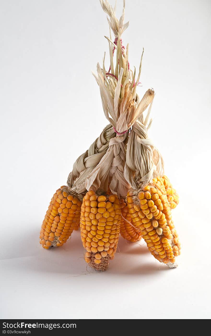 Corn on the cob in the associated bundle photographed against a white background. Corn on the cob in the associated bundle photographed against a white background