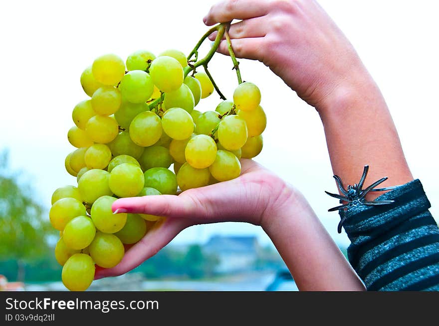 A large branch of white sweet grapes in the hands of the girl in the sky. A large branch of white sweet grapes in the hands of the girl in the sky