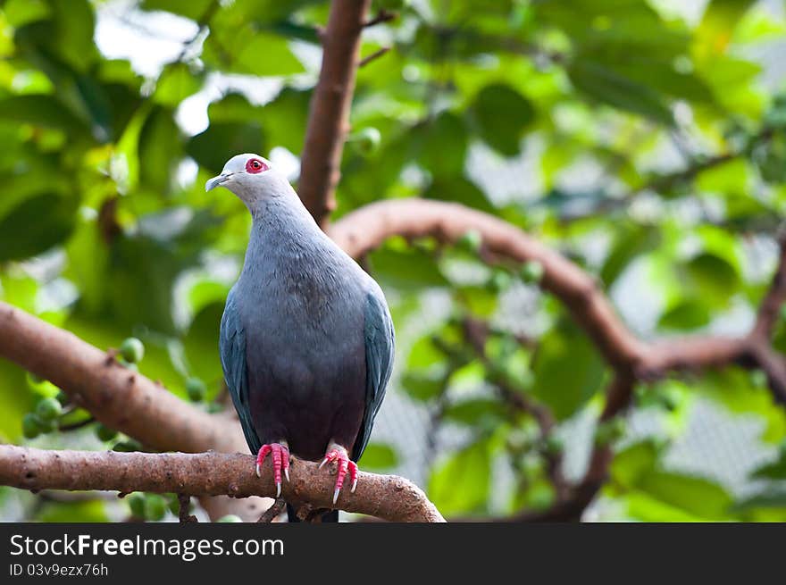 Bird on tree