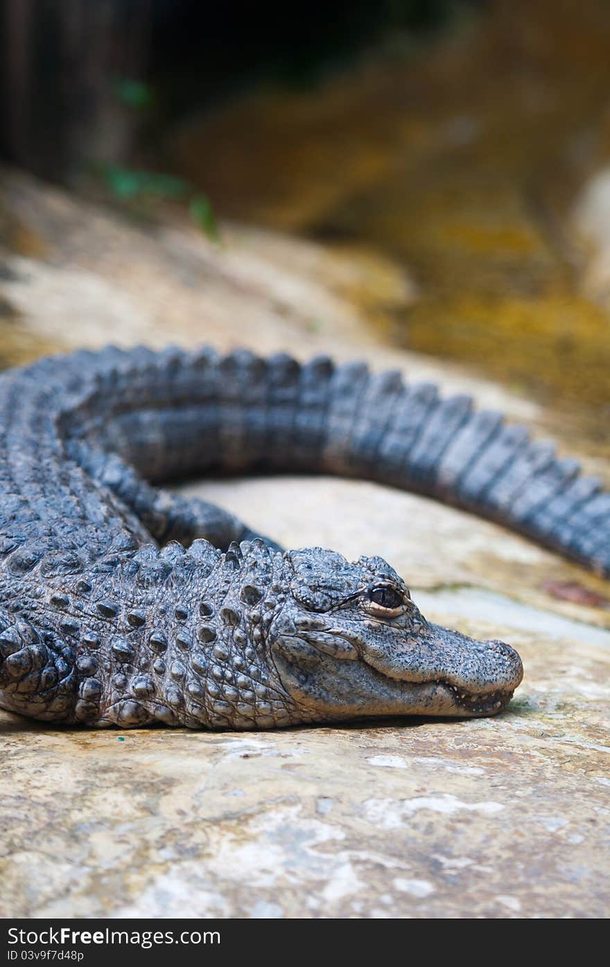 A Chinese Yangtze alligator having sunbath on rock. A Chinese Yangtze alligator having sunbath on rock