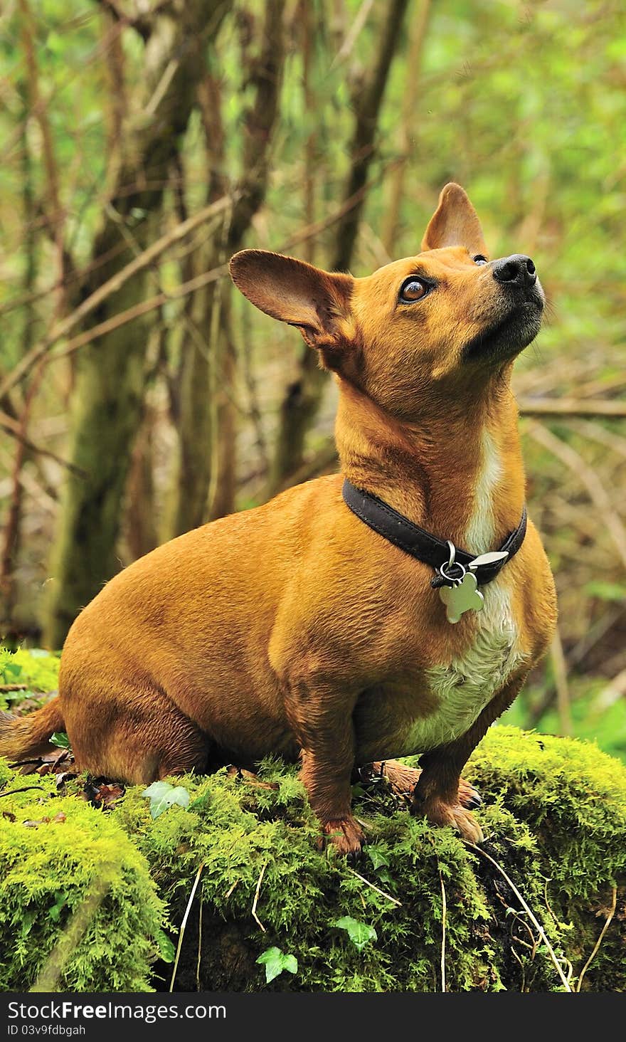 Dachsund (Badger-dog)