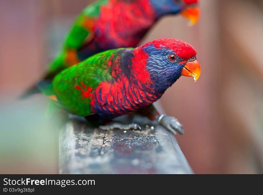 Blue-throated barbet