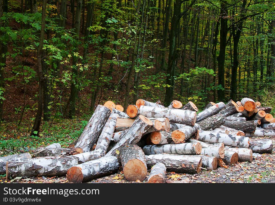 Wood of birch, sawed in the forest in winter for heating furnace. Wood of birch, sawed in the forest in winter for heating furnace