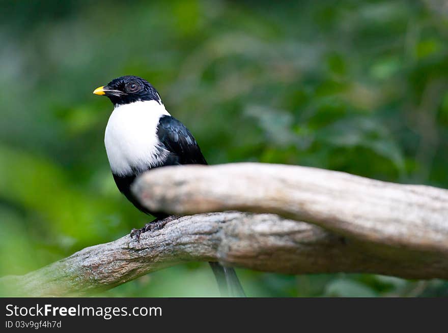 White-necked Myna