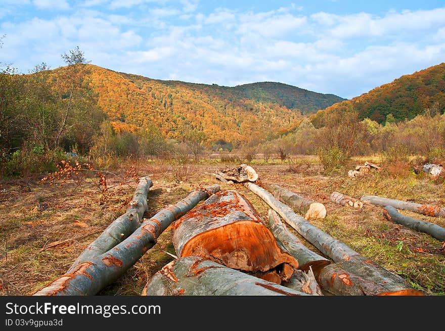 Harvesting of wood beech