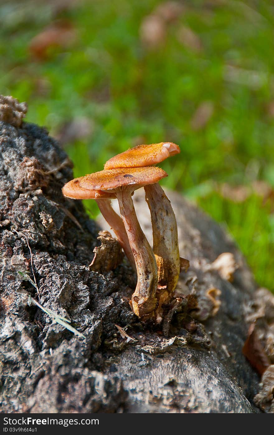 Three  fungus