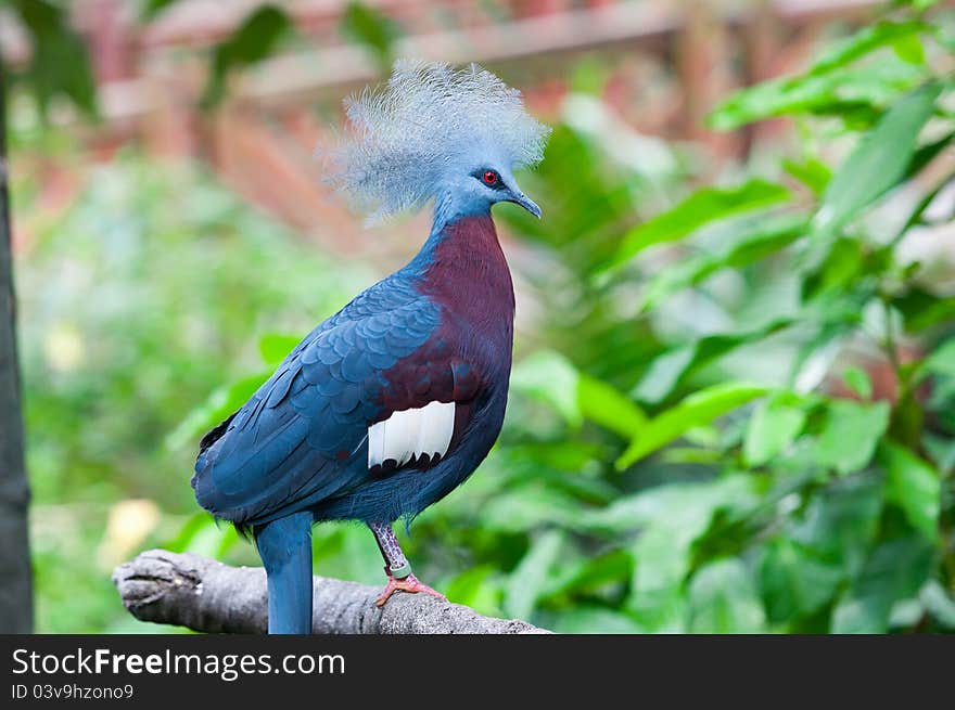 Maroon-breasted crowned pigeon