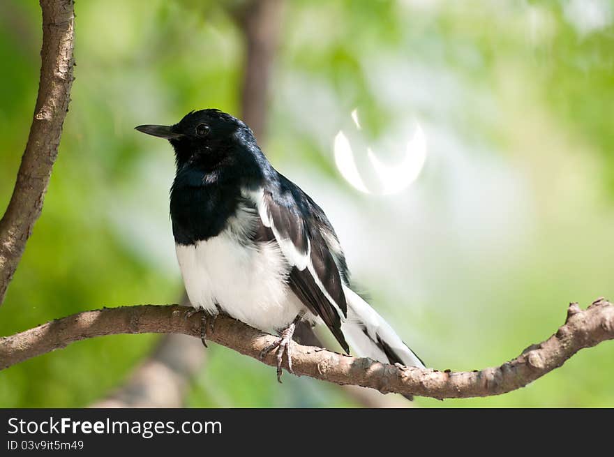 A black and white magpie is finding food on tree