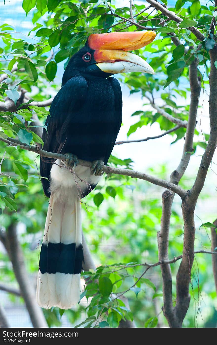 A tropical toocan with big orange beak