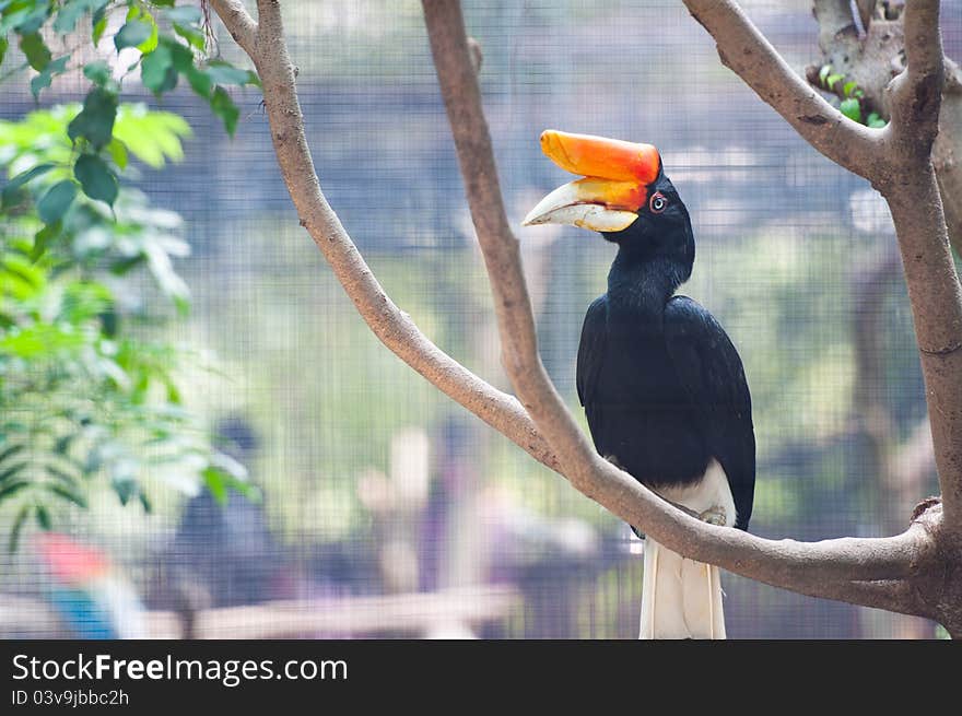 A tropical toocan with big orange beak in a tree