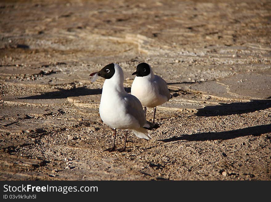 The wild life of Andes mountain range.