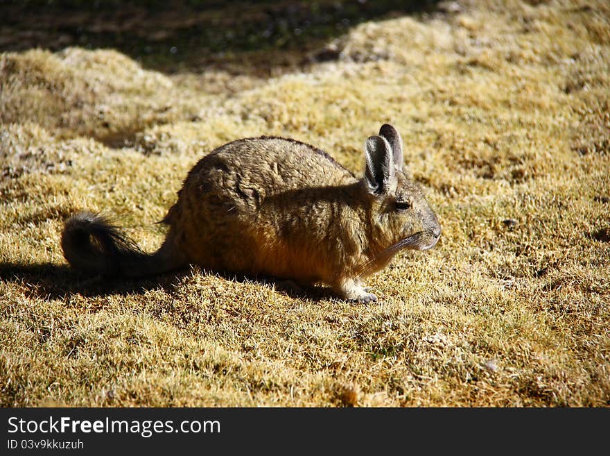 Vizcacha, kind of chinchilla living in the altoplano of chile