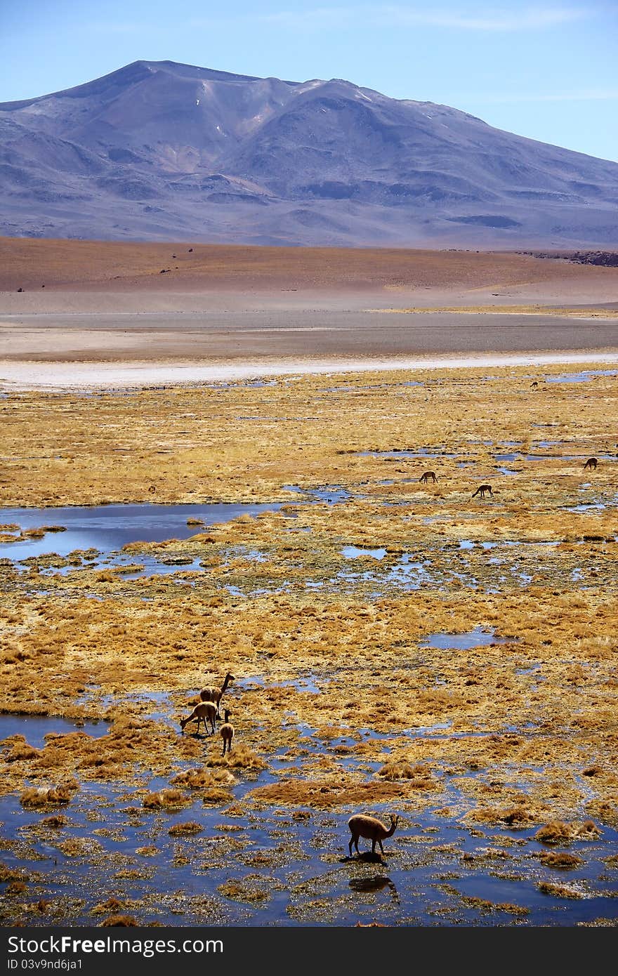 The wilderness of Andes mountain range scattered with Guanaco (Lama Guanicoe). Torres del Paine National Park, Patagonia, Chile.