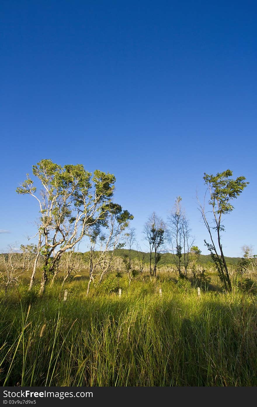 Tree and clear sky