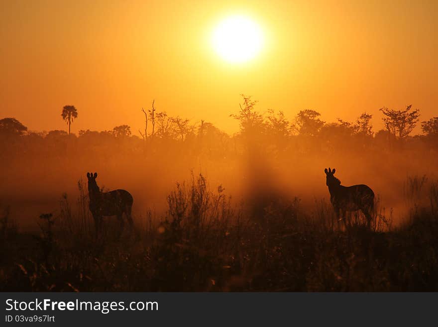 Zebras at the sunrise in the Okavango Delta