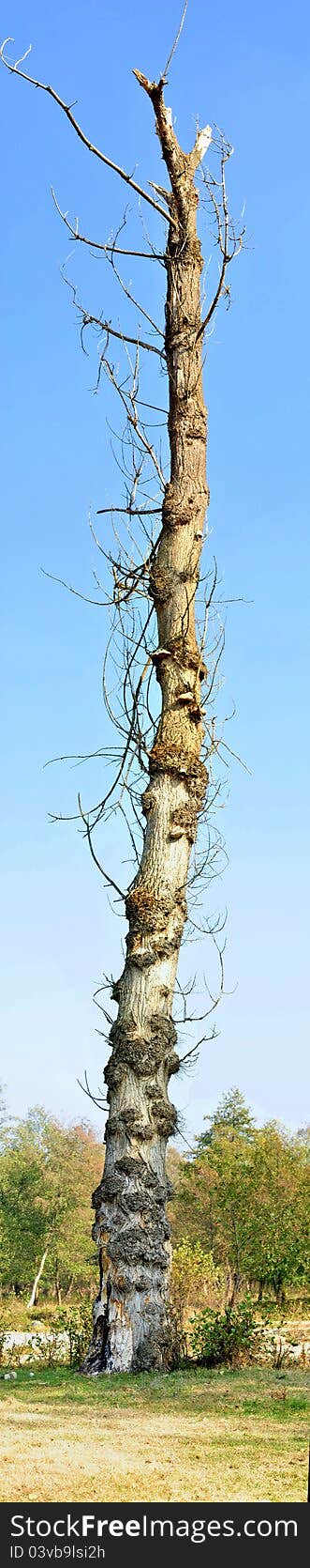 Image of an empty tree trunk