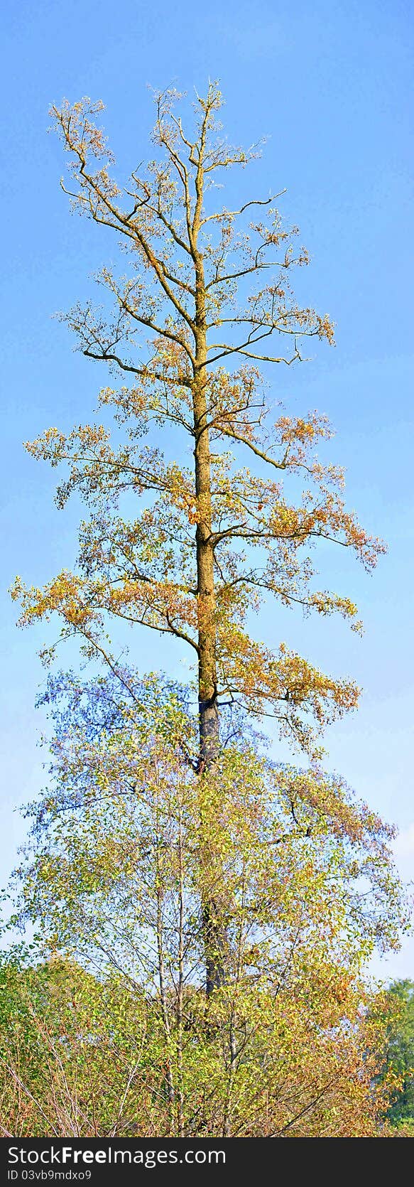 Image of an autumn tree on a sunny sky