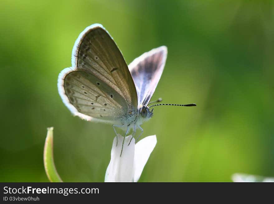 Close up of Butterfly, Lesser Grass Blue