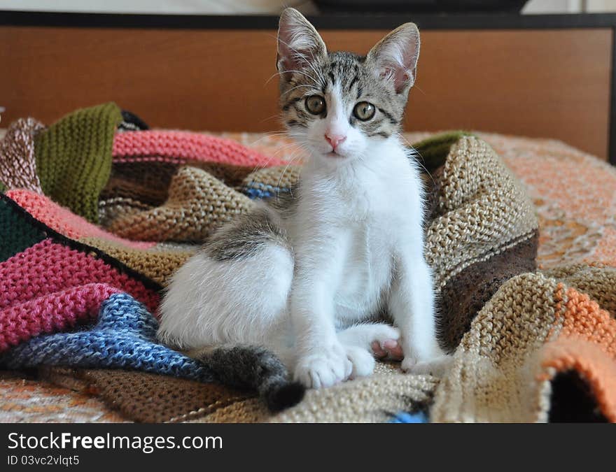 A cute, fluffy partially tabby white kitten standing on a colorful blanket hand-knit with blue, pink, beige, brown, black, green, orange acrylic and wool yarns. A cute, fluffy partially tabby white kitten standing on a colorful blanket hand-knit with blue, pink, beige, brown, black, green, orange acrylic and wool yarns.