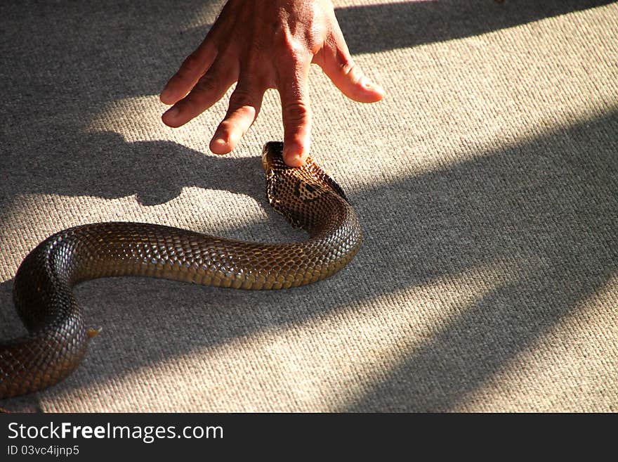 Intimidating King Cobra Snake Head