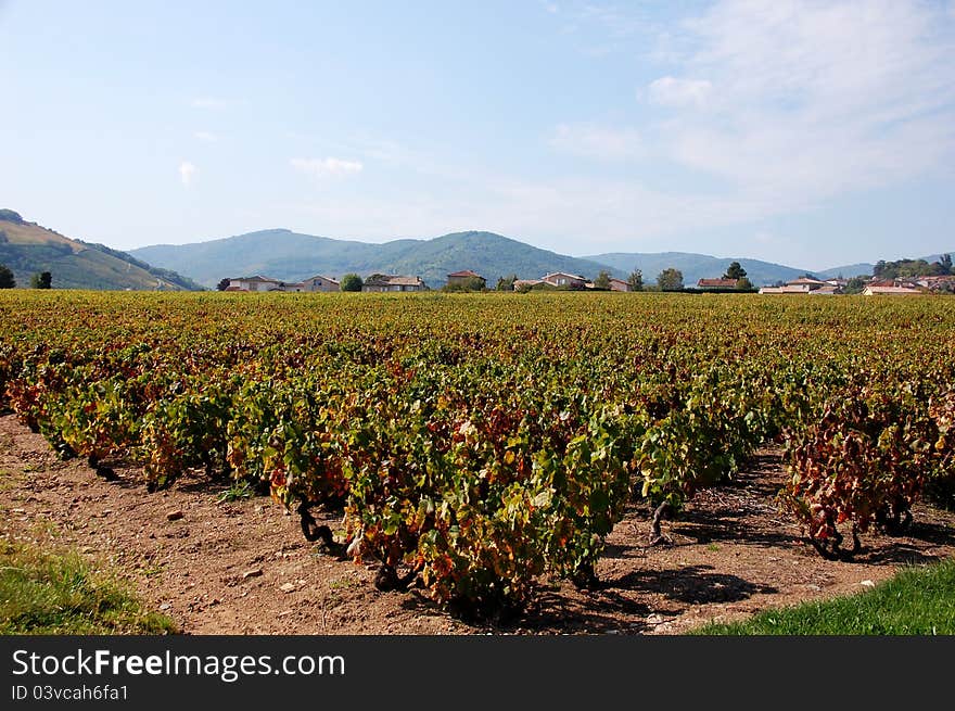 Beaujolais vineyard, France