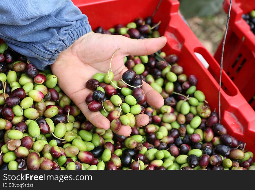 The olive harvest