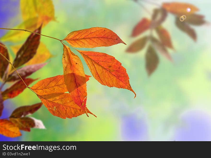 Background composed of bright autumn leaves maple. An illustration. Background composed of bright autumn leaves maple. An illustration.