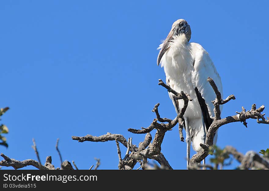 She keeps her whites, white! A beautiful tropical bird, most likely an Ibis scouts her domain for food. She keeps her whites, white! A beautiful tropical bird, most likely an Ibis scouts her domain for food