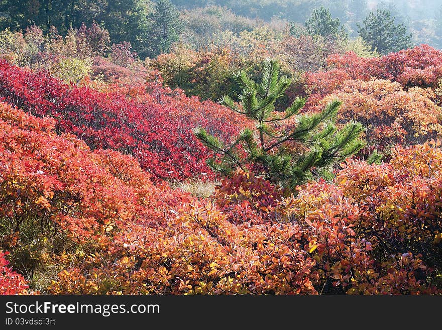 Cotinus coggygria (latin) in autumn time. Young pine in the middle.