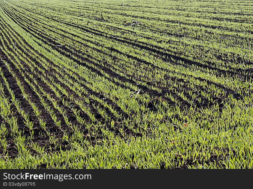 A big field with small, growing plants. A work of organized farmer. A big field with small, growing plants. A work of organized farmer.