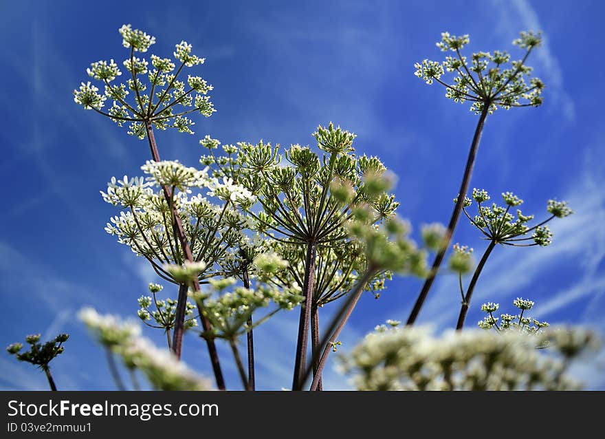 Pignut plant (Comopodium majus)