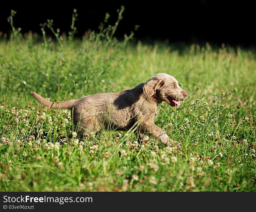 Hound puppy