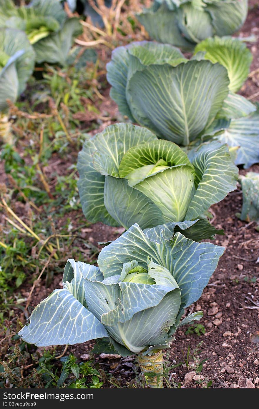 Green cabbage on a bed, outdoors