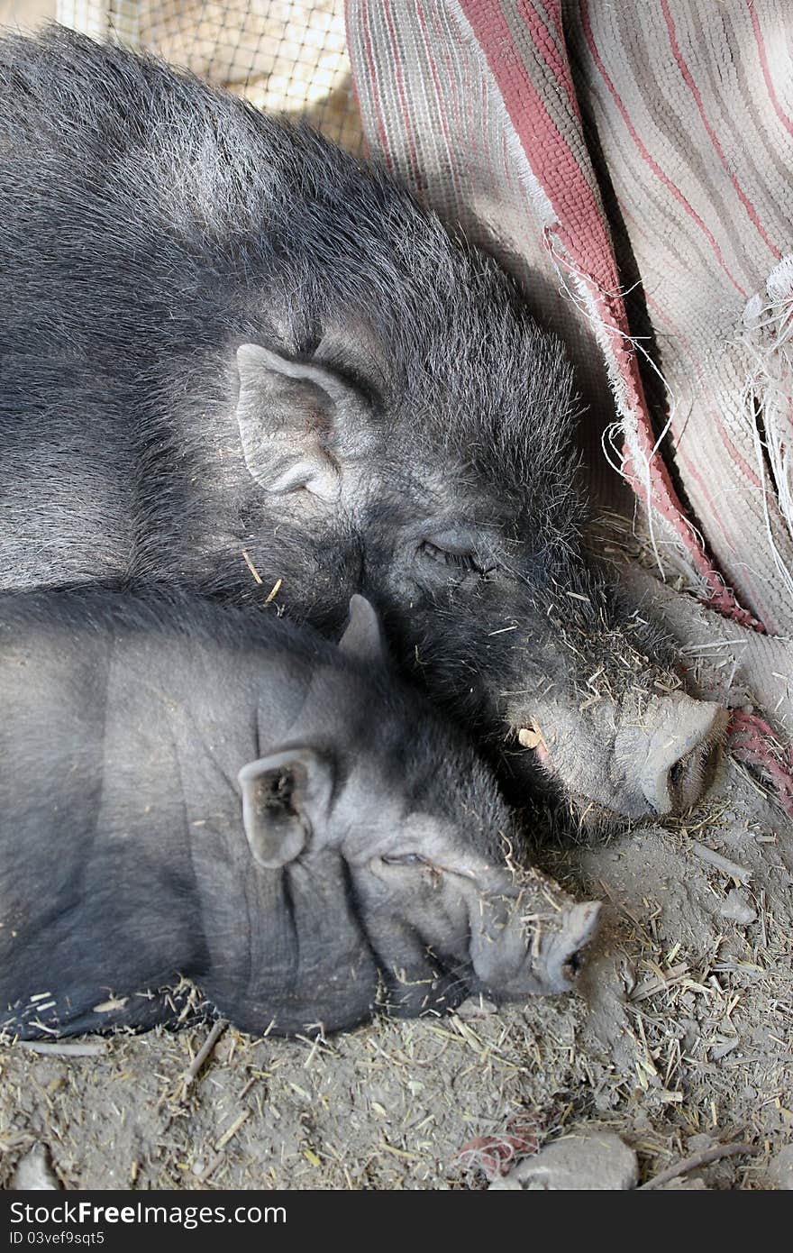 A family of black pigs at rest. A family of black pigs at rest