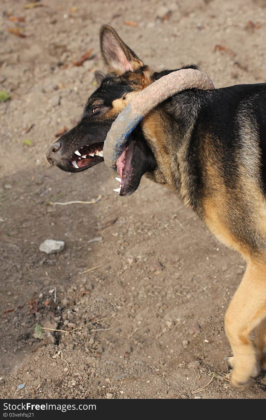 Training of a police dog: german shepherd